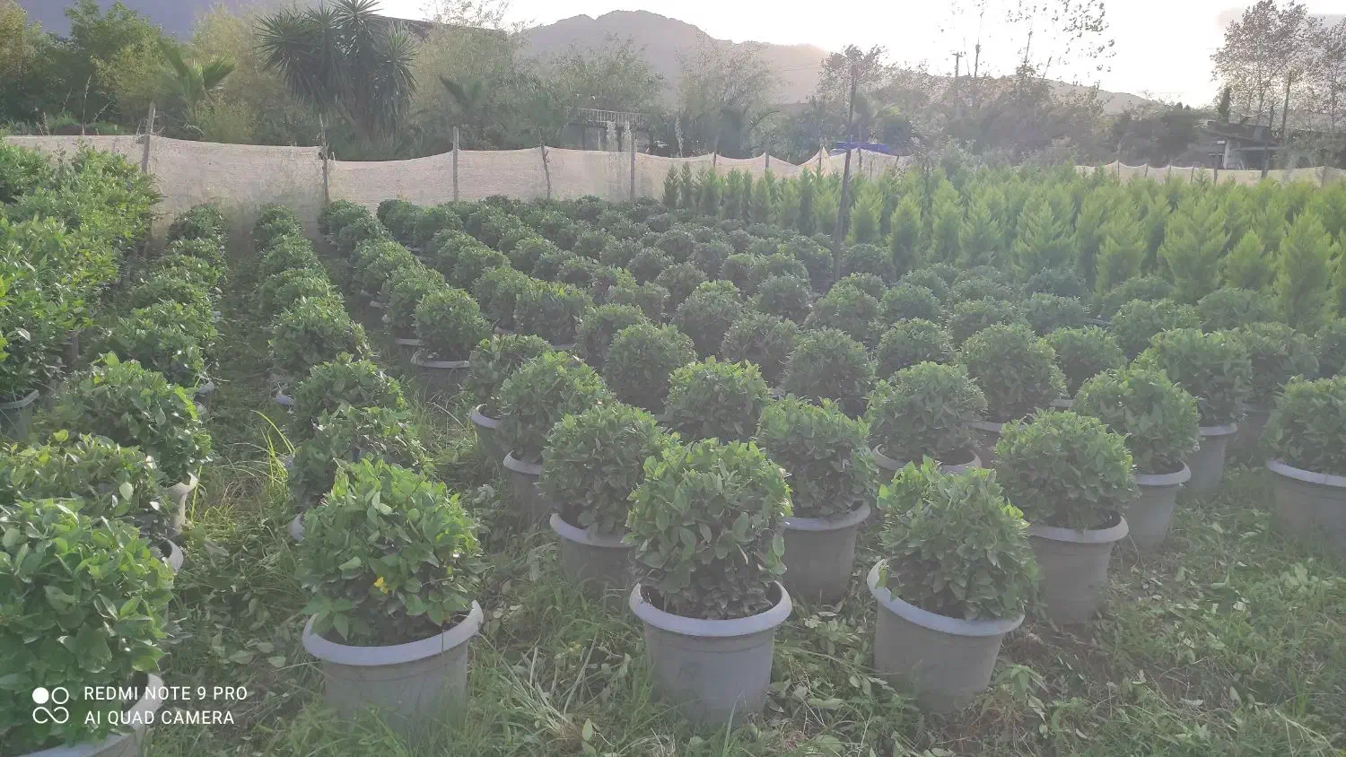 لاوسون ، یاس هلندی،شمشاد،فونیکس، شمشاد پیوندی|خدمات باغبانی و درختکاری|چابکسر, |دیوار