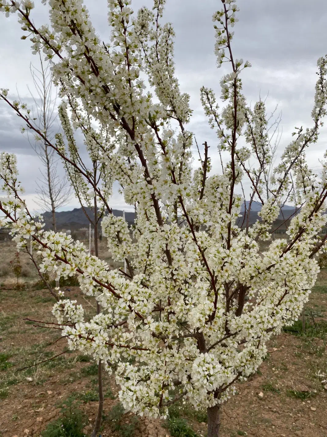 باغ ۳۰۰۰ متری دستجرد پشت دهکده صبا|فروش زمین و ملک کلنگی|خلجستان, |دیوار