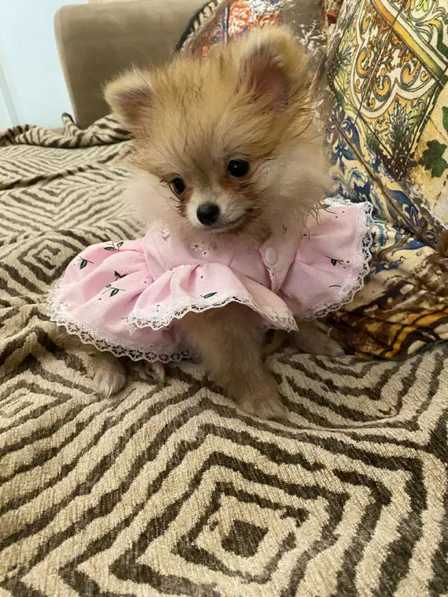 جفت نرو ماده پامر|سگ|کرج, گلشهر|دیوار