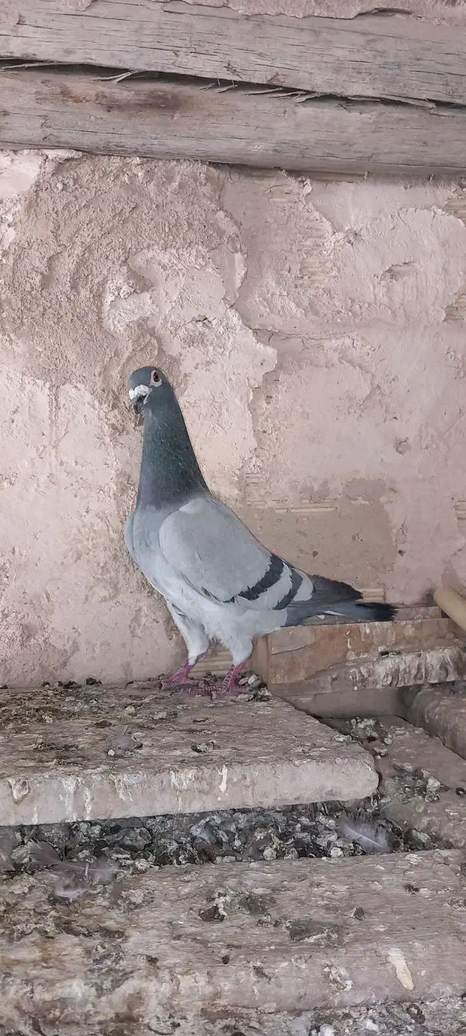 کفتر|حیوانات|زرند, |دیوار