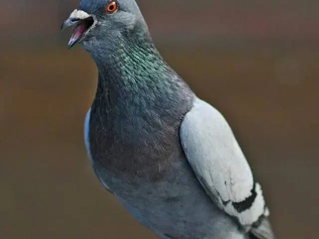 کبوتر زاجر گم کردم شاهدیه|پرنده|یزد, |دیوار