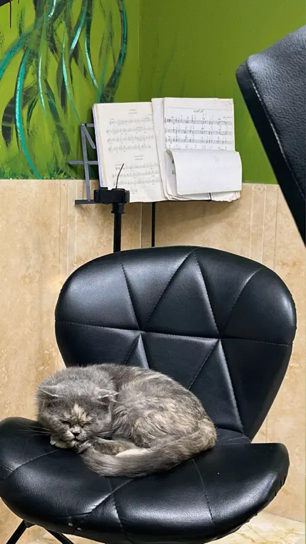 گربه اسکاتیش ماده|گربه|بابلسر, |دیوار