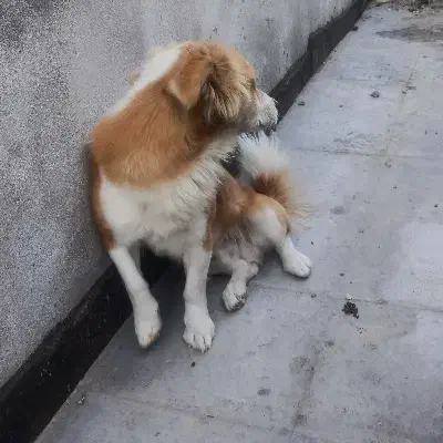 واگذاری سگ پاکوتاه فوری|سگ|قوچان, |دیوار