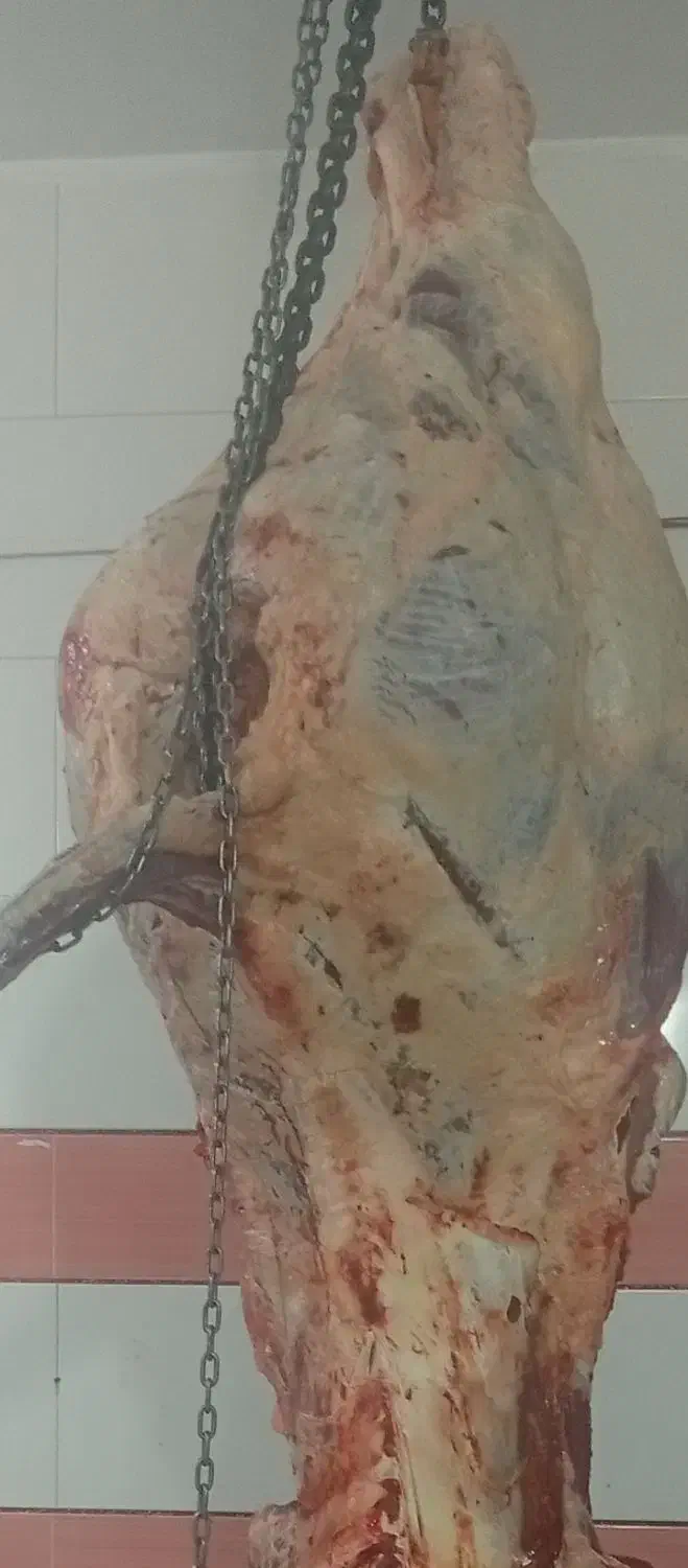 گاو گوساله افتاده|حیوانات مزرعه|ایجرود, |دیوار