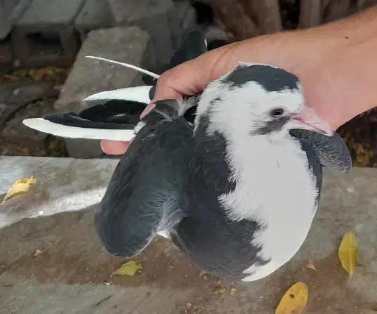 کبوتر.|پرنده|کرمان, |دیوار