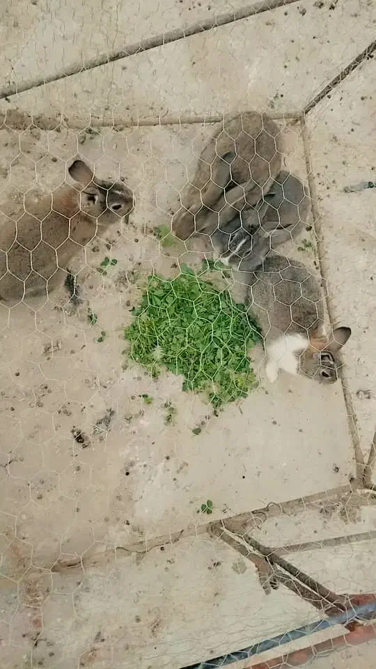 خرگوش|موش و خرگوش|زاهدان, |دیوار