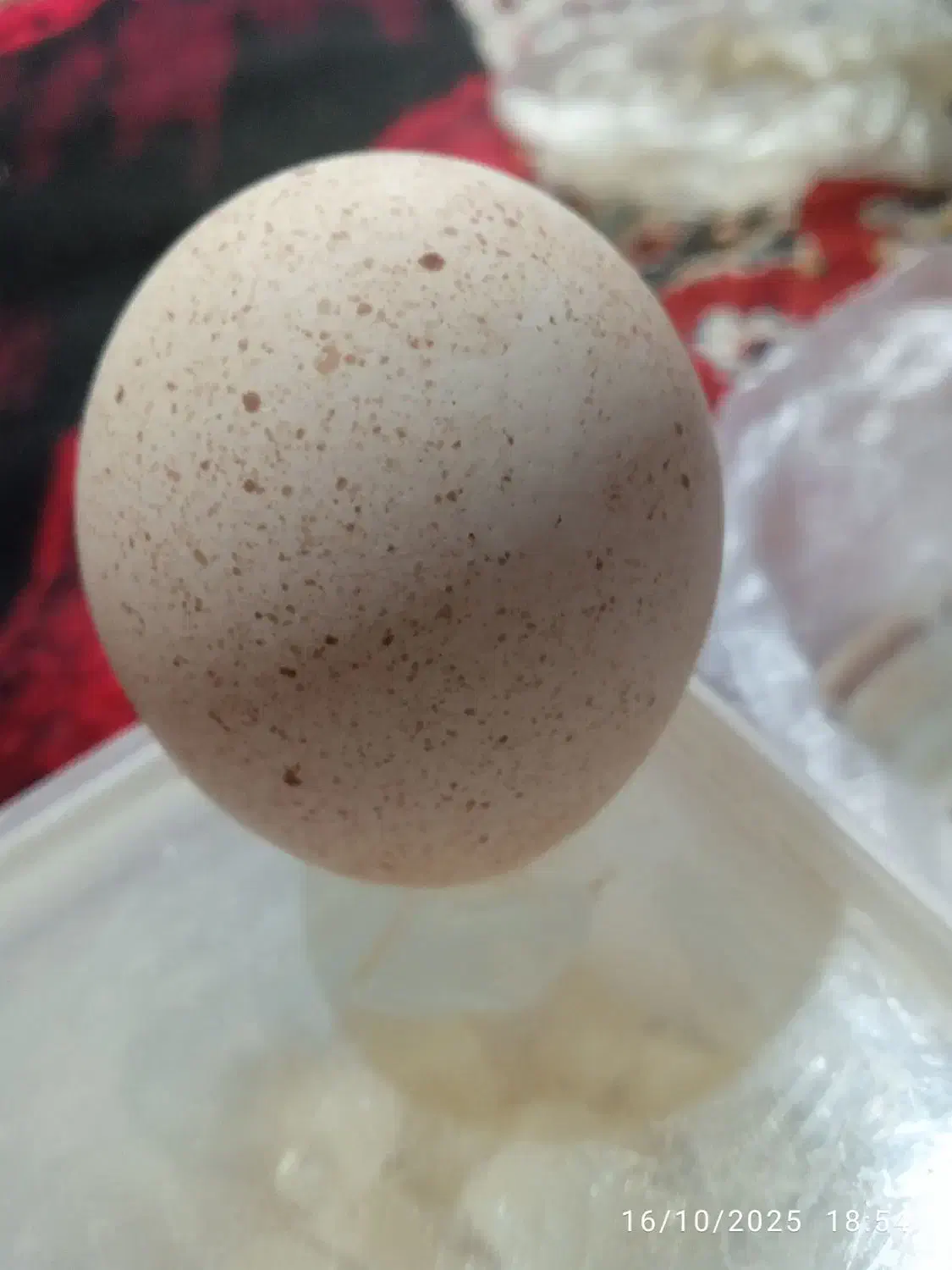 بوقلمون تخم گذار|حیوانات مزرعه|بیرجند, |دیوار