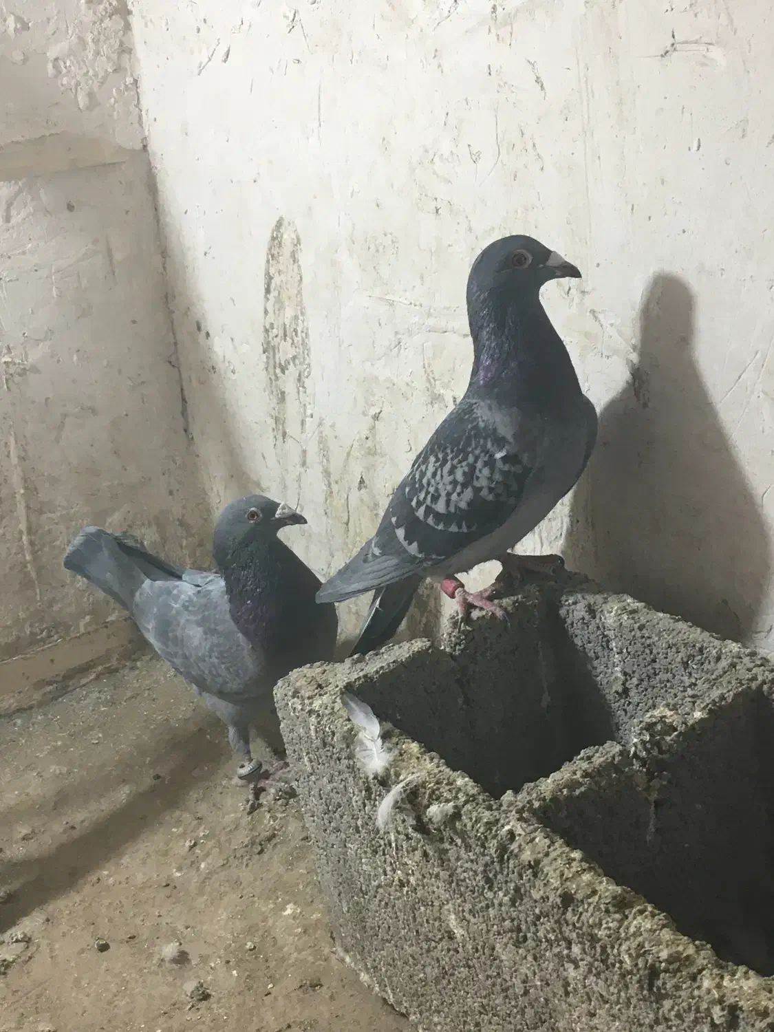 کفتر پولکی|پرنده|بیرجند, |دیوار