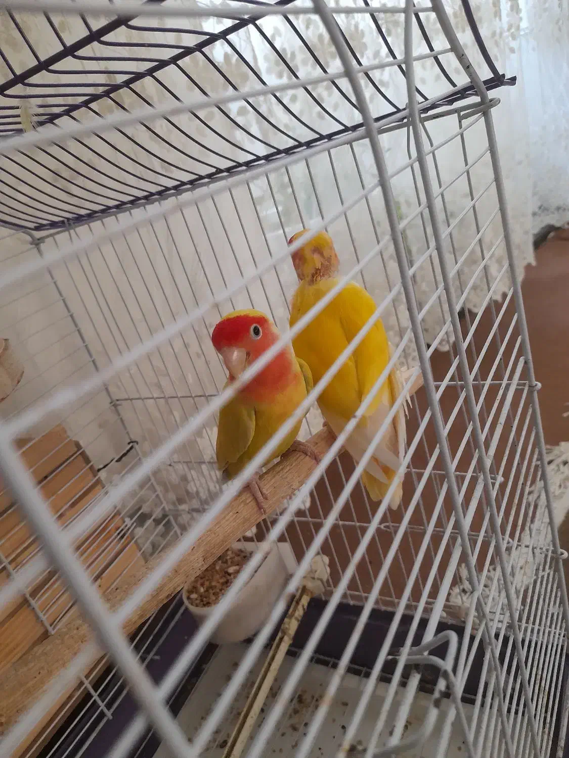 طوطی برزیلی|پرنده|بکتاش, |دیوار