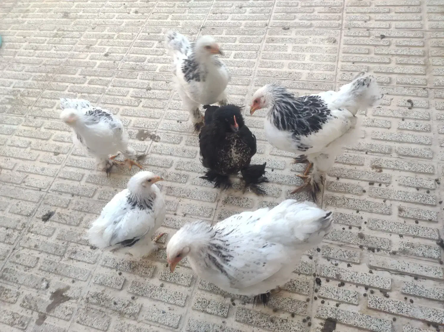 مرغ و خروس|حیوانات مزرعه|مرند, |دیوار