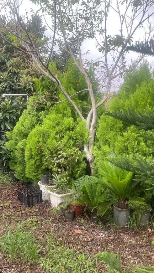 کامیس نوکدار بالای ۸ساله-۳ اصله|گل و گیاه طبیعی|تولم شهر, |دیوار