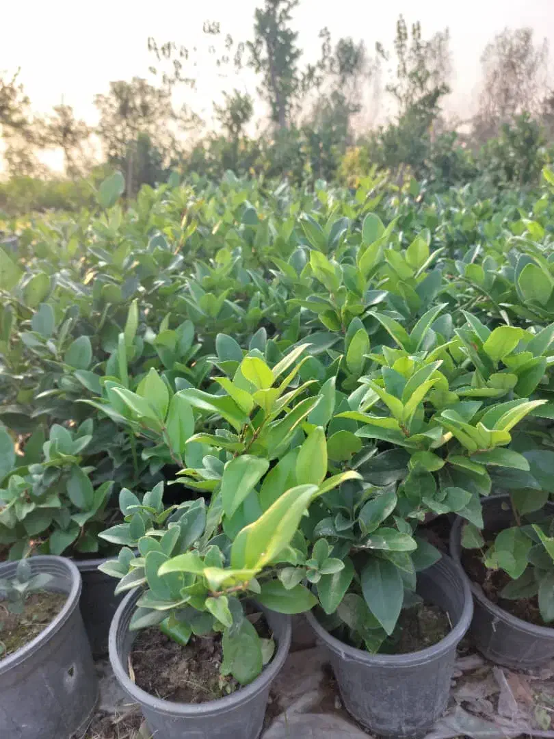 گل یاس سطل ۳|گل و گیاه طبیعی|خرمآباد (تنکابن), |دیوار