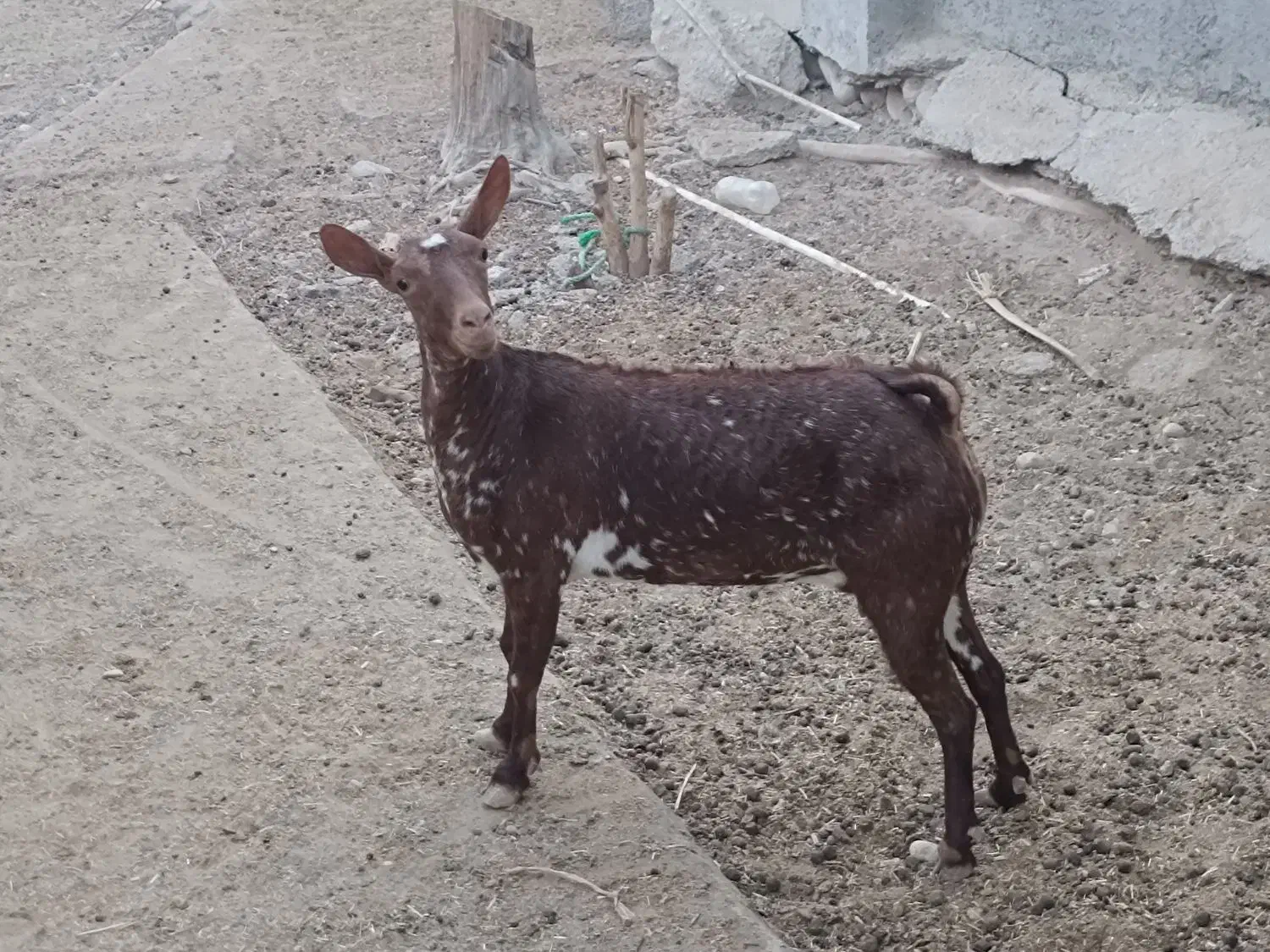 بز صلاله اصل|حیوانات مزرعه|قلعه قاضی, |دیوار