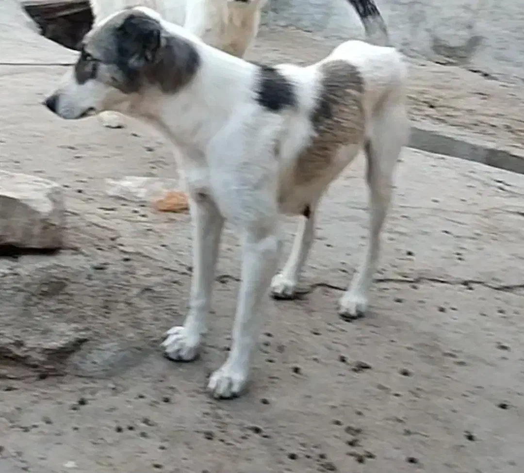 این ماده سگ گمشده|حیوانات|بجنورد, |دیوار