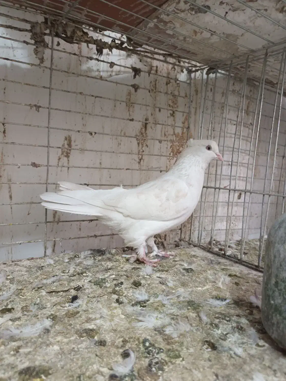 گرفتنی رنگی|پرنده|قم, نوبهار|دیوار