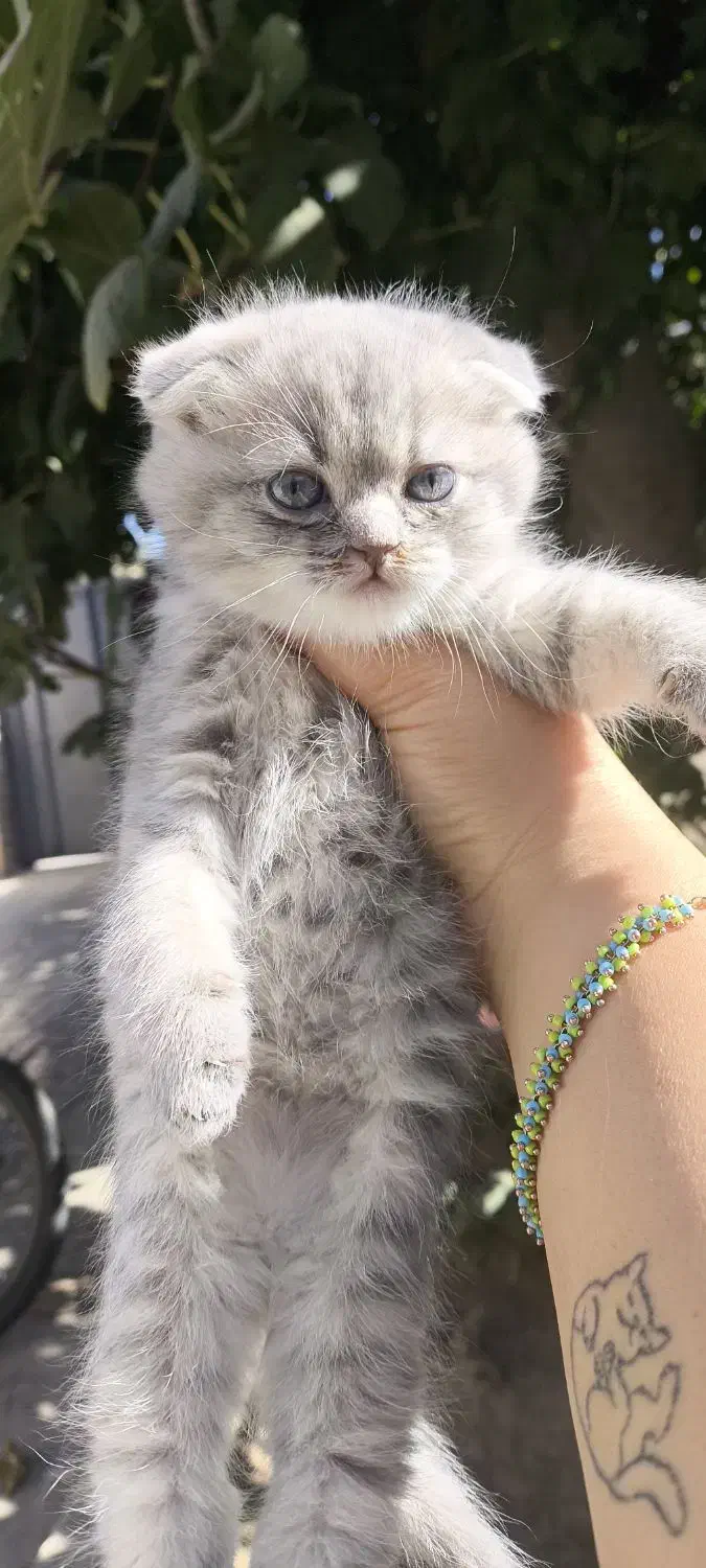 توله گربه نژاددار|گربه|شیراز, تندگویان|دیوار