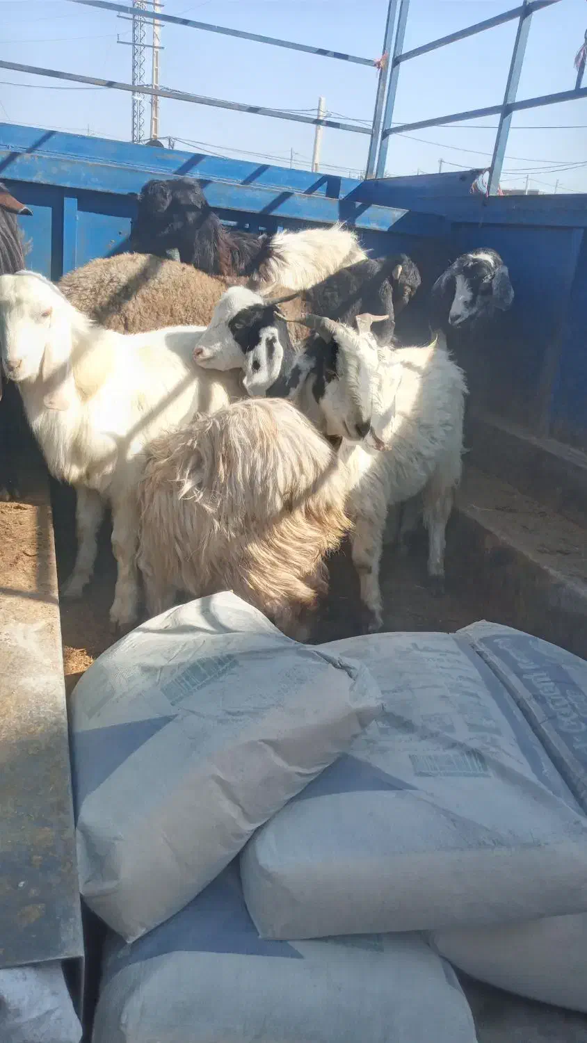 خرید و فروش|حیوانات مزرعه|صائین قلعه, |دیوار