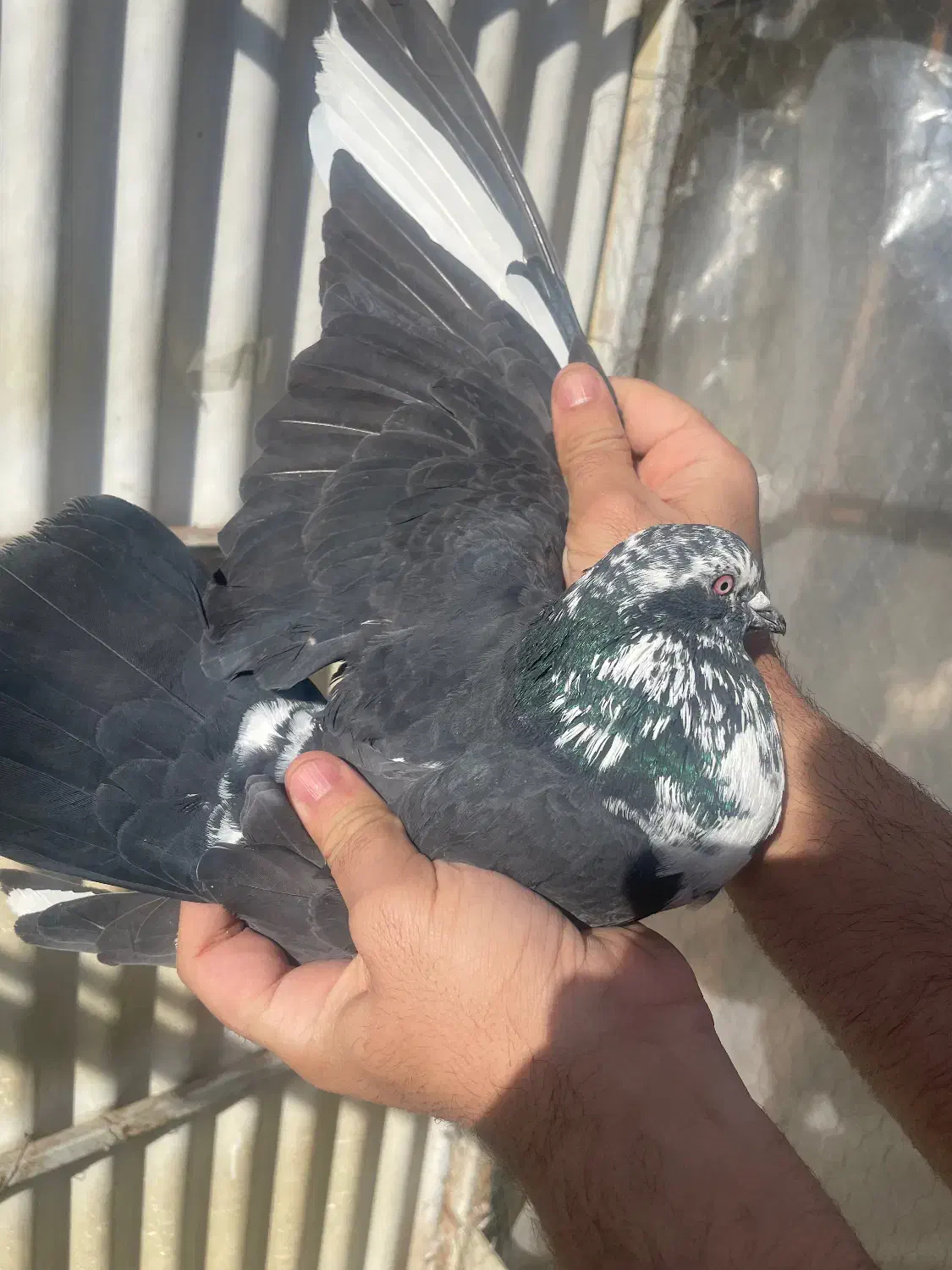 کبوتر پرشی خوش نقش|پرنده|ری, علایین|دیوار