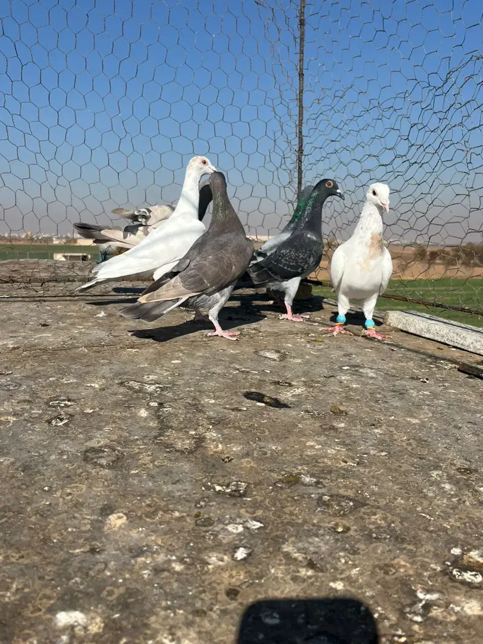 کبوترخطی|پرنده|اقبالیه, |دیوار