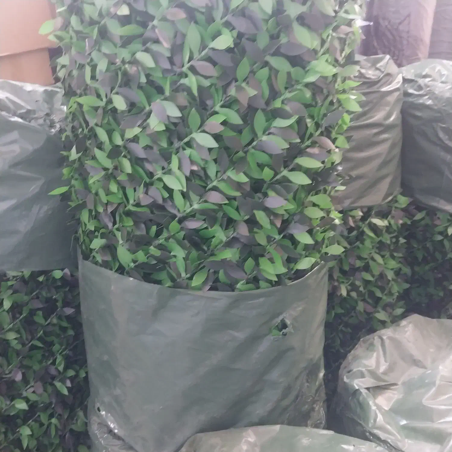 پخش کاغذدیواری پالازموکت چمن مصنوعی پارکت|موکت|ملارد, |دیوار