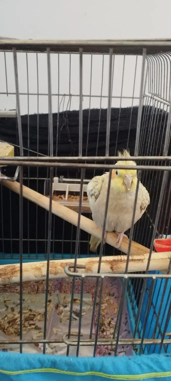 عروس هلندی ماده|پرنده|سرپل ذهاب, |دیوار