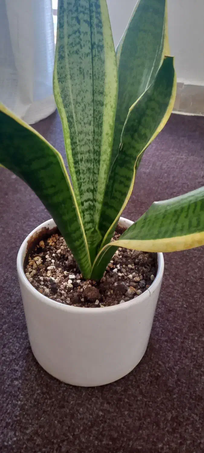 وسایل منزل|حراج|سنندج, |دیوار