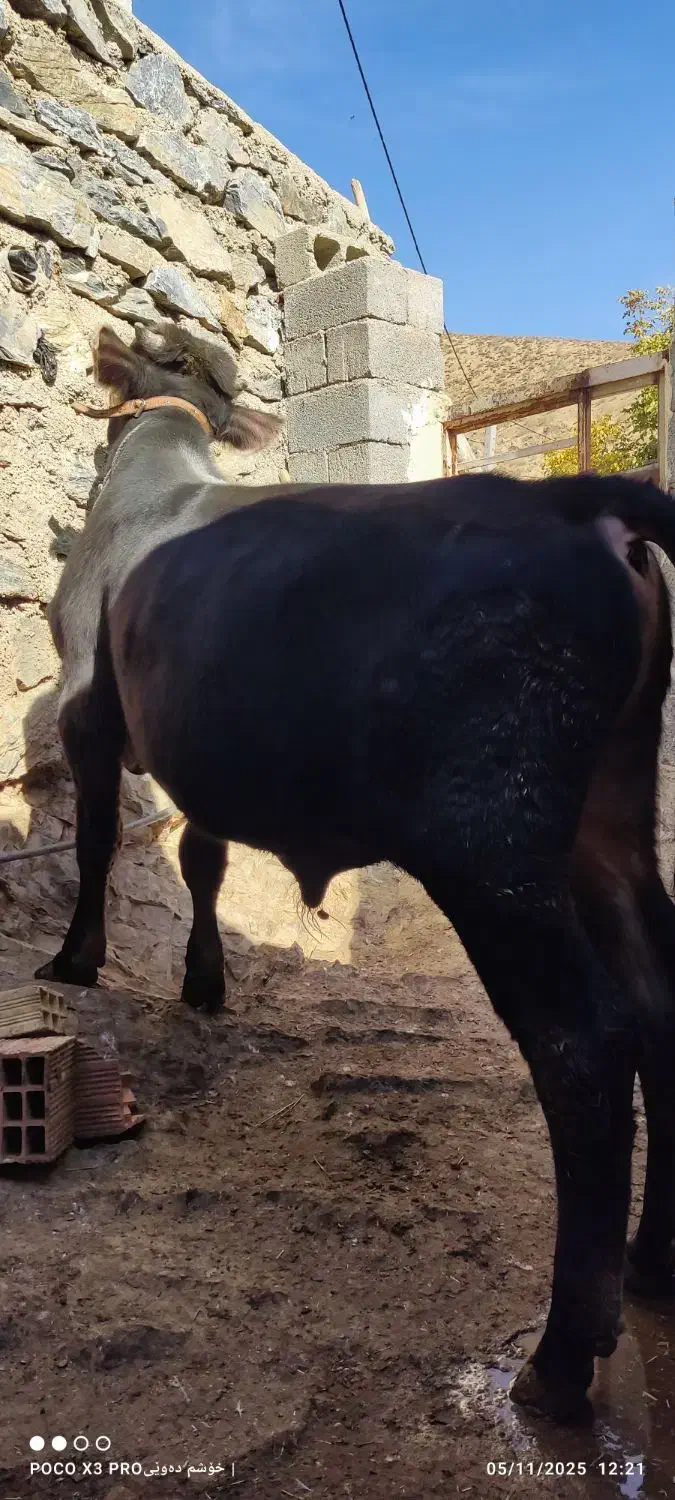 گوساله نر 11ماهە بور|حیوانات مزرعه|ننور, |دیوار
