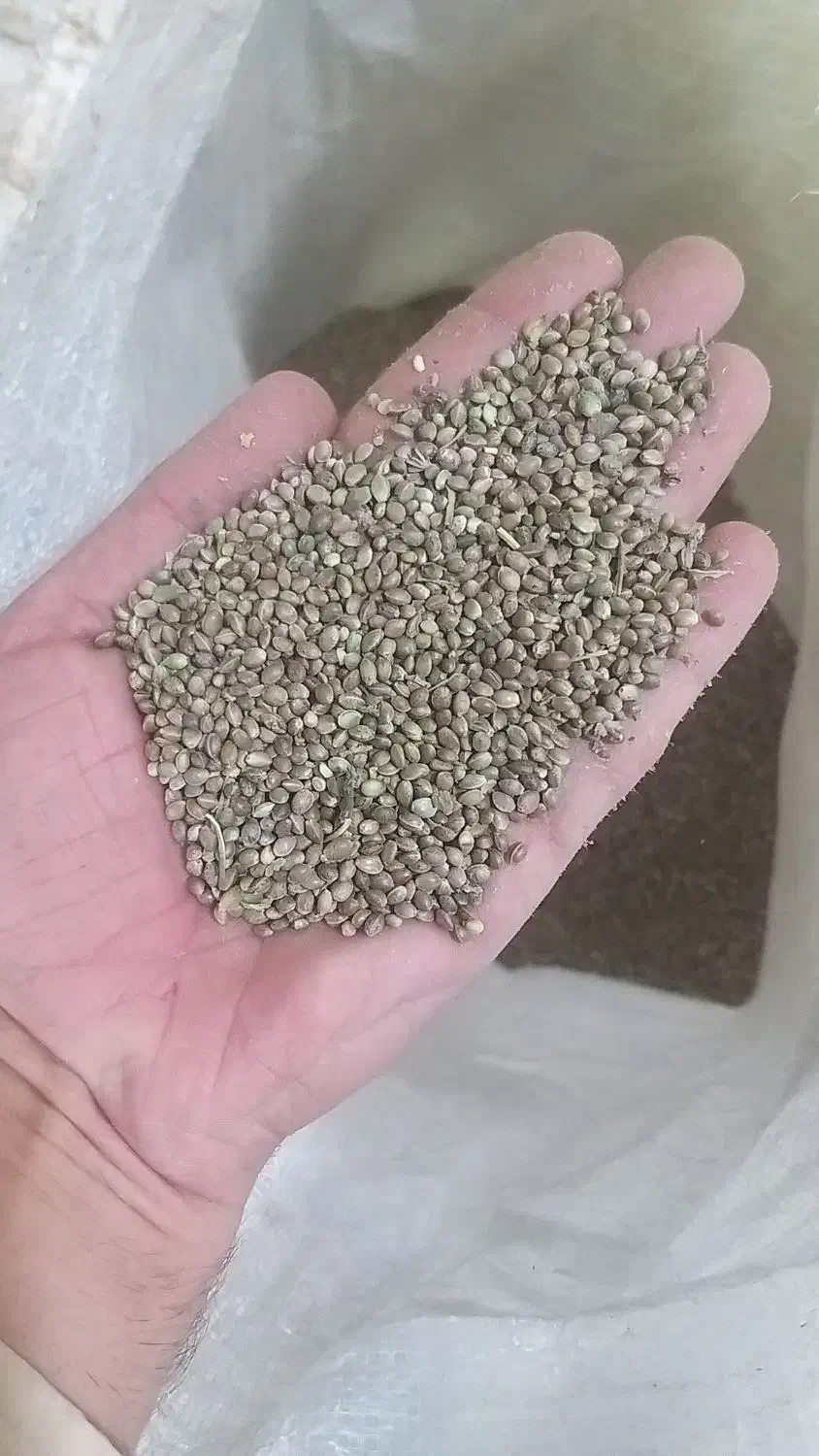 شاهدانه|خوردنی و آشامیدنی|زنده رود, |دیوار