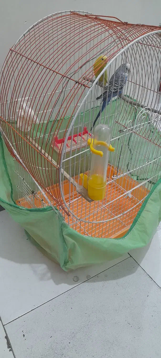 مرغ عشق|پرنده|فردیس, نگارستان|دیوار