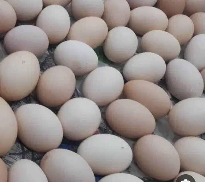 تخم مرغ محلی نطفه دار|حیوانات مزرعه|دهدشت, |دیوار