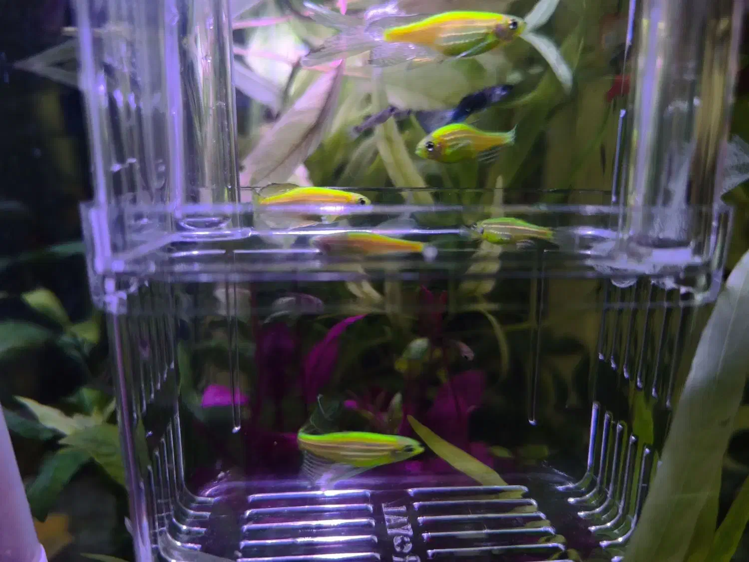 ماهی زبرا سوپر باله|ماهی|زنجان, |دیوار