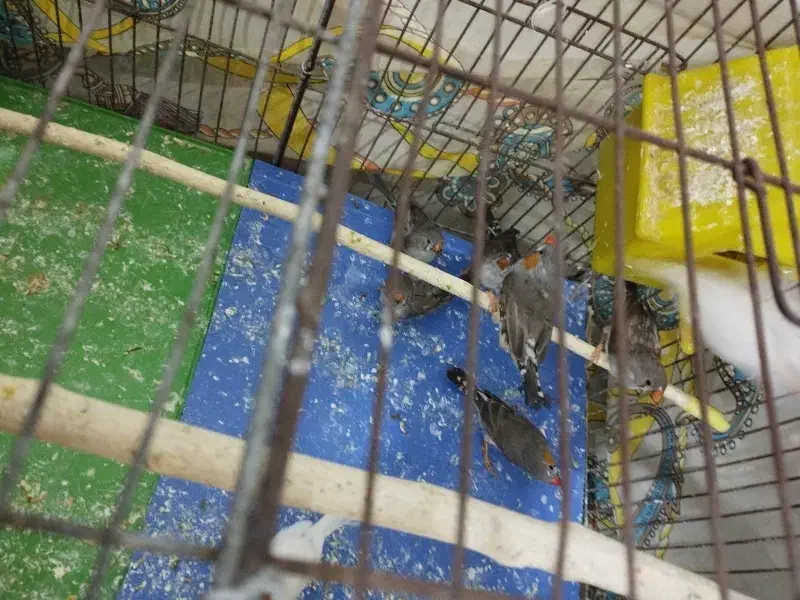 فنج ماده|پرنده|محمدیه-قزوین, |دیوار