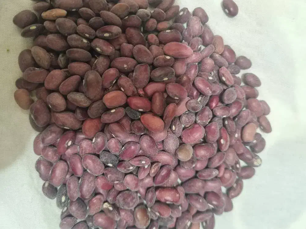 ۳۵۰کیلو لوبیاقرمز تازه بفروش می‌رسد کیلو۲۰۰تومان|عمده‌فروشی|سیدان, |دیوار