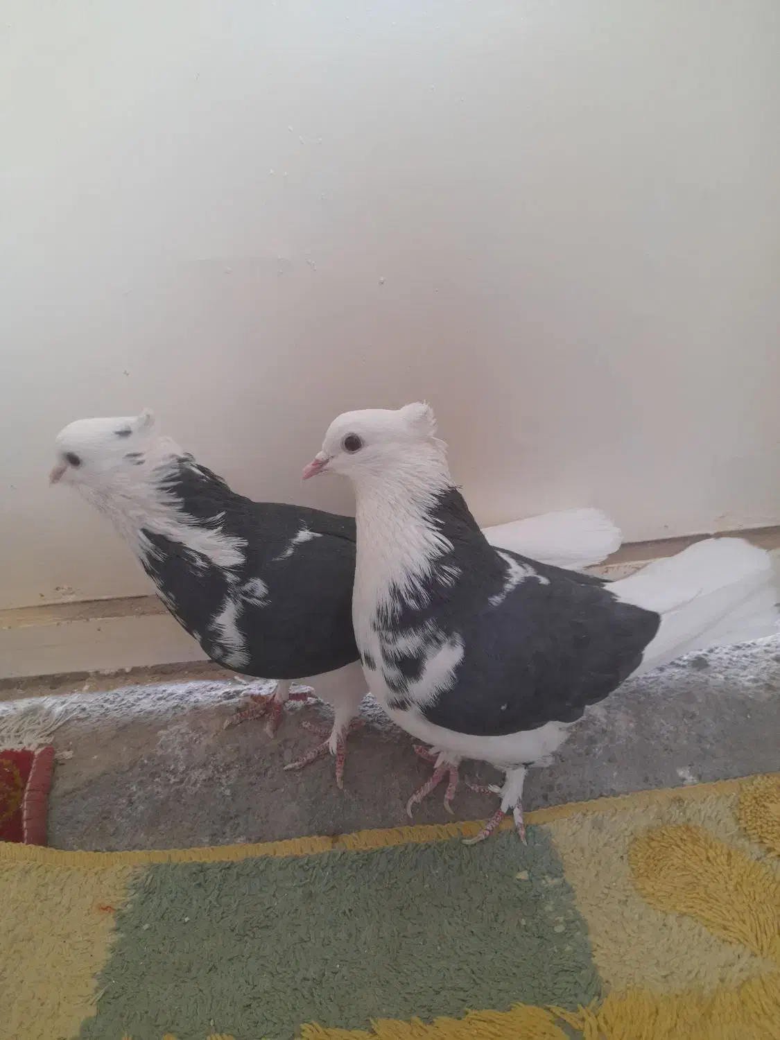 گفتر حسابی|پرنده|قم, شهرک مهدیه (مدرس)|دیوار