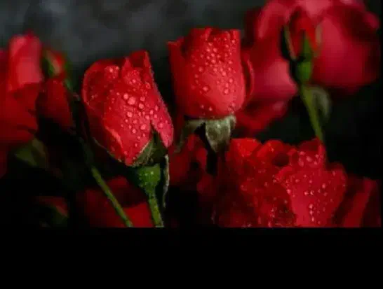 خط رند|سیمکارت|برخوار, |دیوار