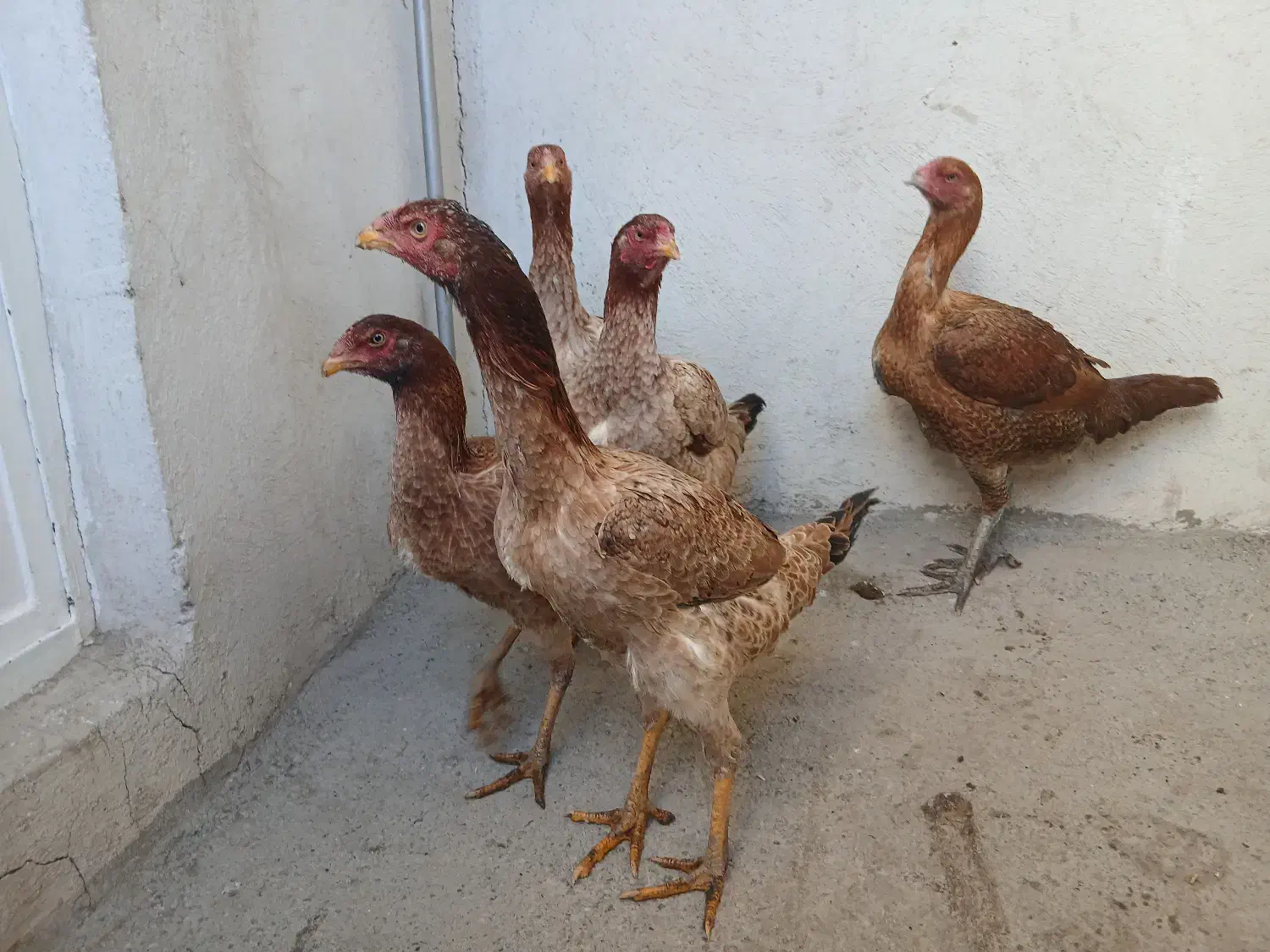 مرغ لاری|حیوانات مزرعه|اهر, |دیوار