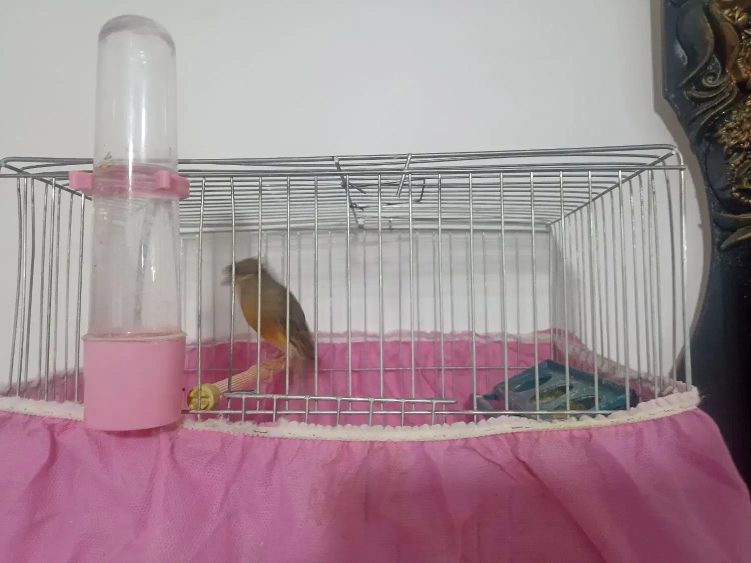 قناری سبز|پرنده|بروجرد, |دیوار