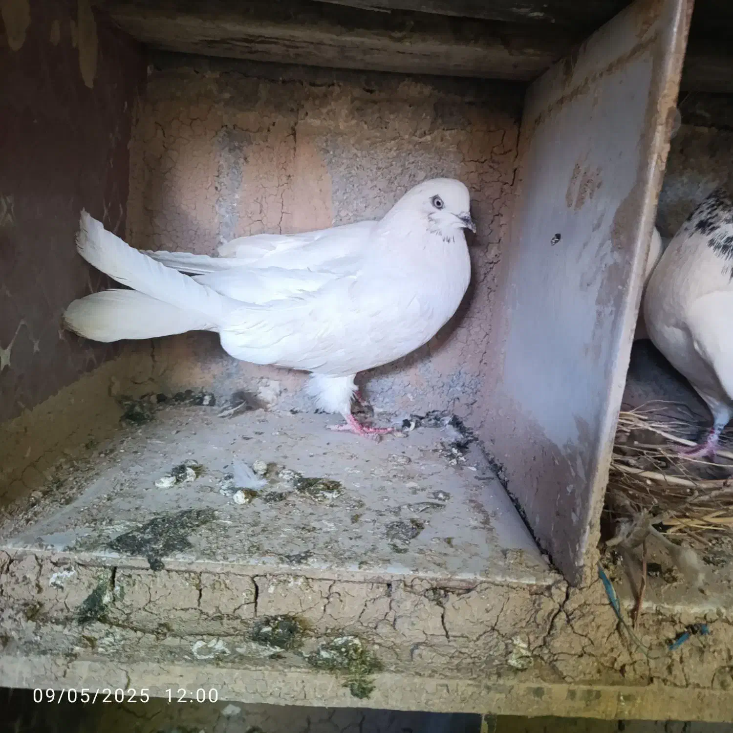 کبوتر پرشی|پرنده|لردگان, |دیوار