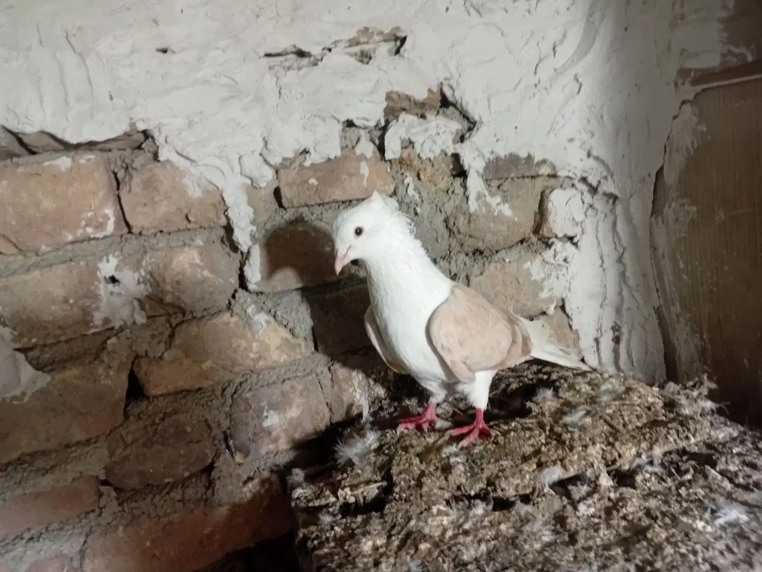 کفتر دوکت|پرنده|مشکیندشت, |دیوار