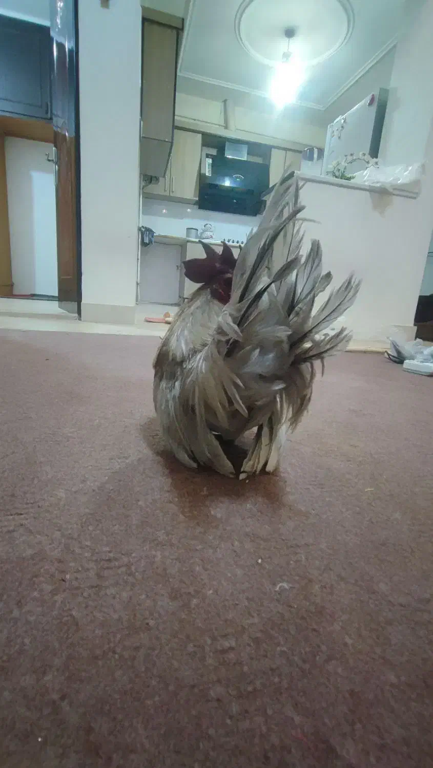 خروس جاپنیز|حیوانات مزرعه|رشت, نخودچر|دیوار