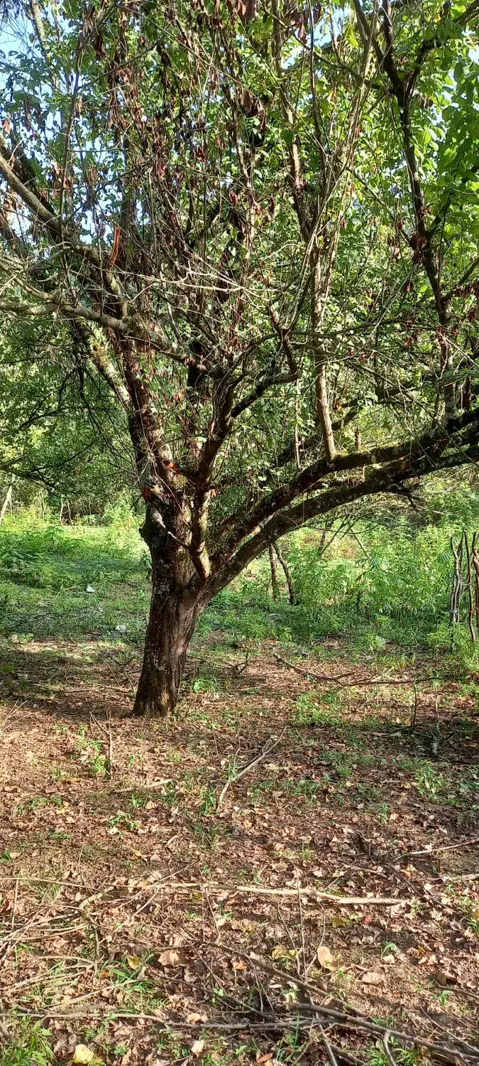 زمین ویلایی در دل جنگل واقع در آستارا روستای هودول|فروش زمین و ملک کلنگی|آستارا, |دیوار