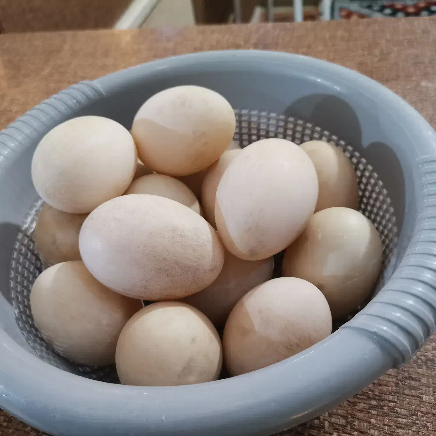 تخم اردک خارجی|حیوانات مزرعه|گرگان, |دیوار