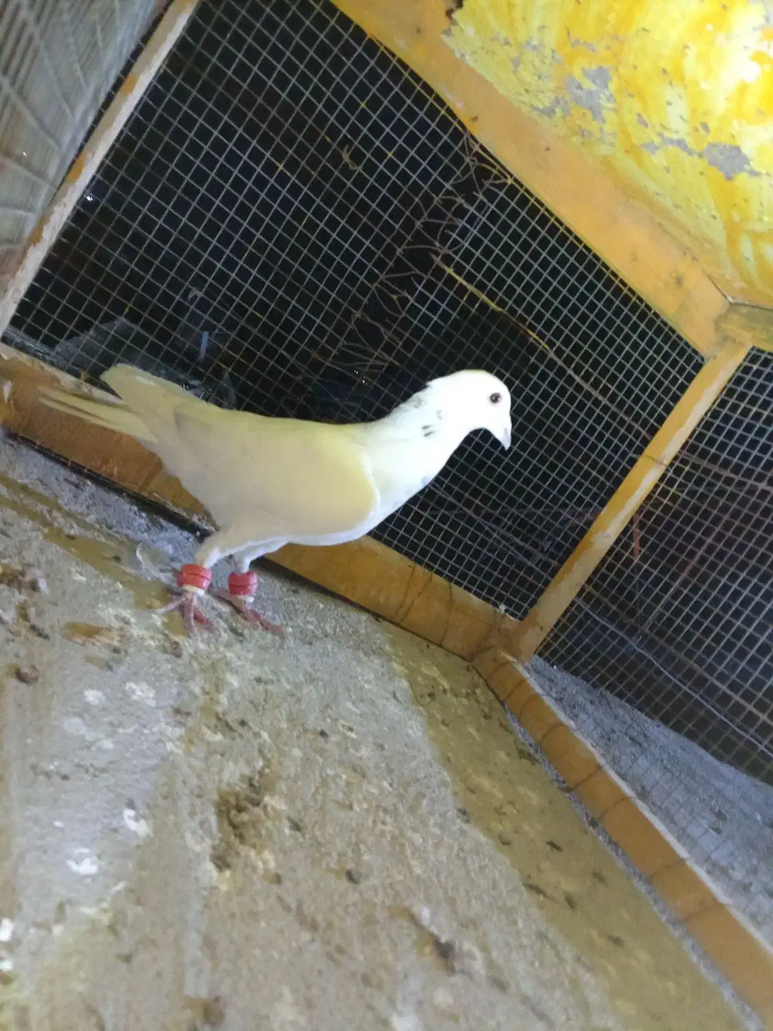 کفتر|پرنده|کاشمر, |دیوار