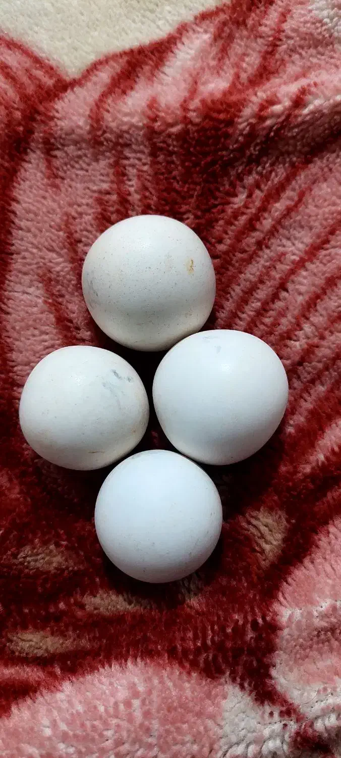 سنگ الماس اسیاب|جواهرات|شیراز, فرگاز|دیوار