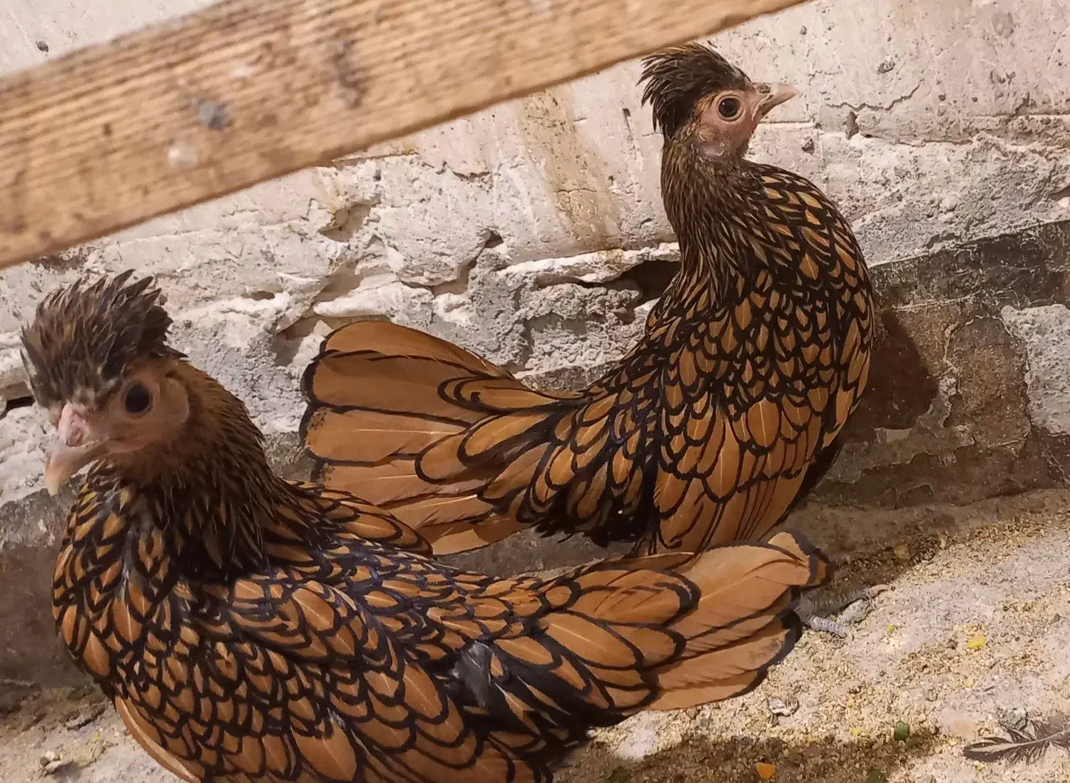 سبرایت کاکلی وارداتی|حیوانات مزرعه|کاشان, شهدا|دیوار