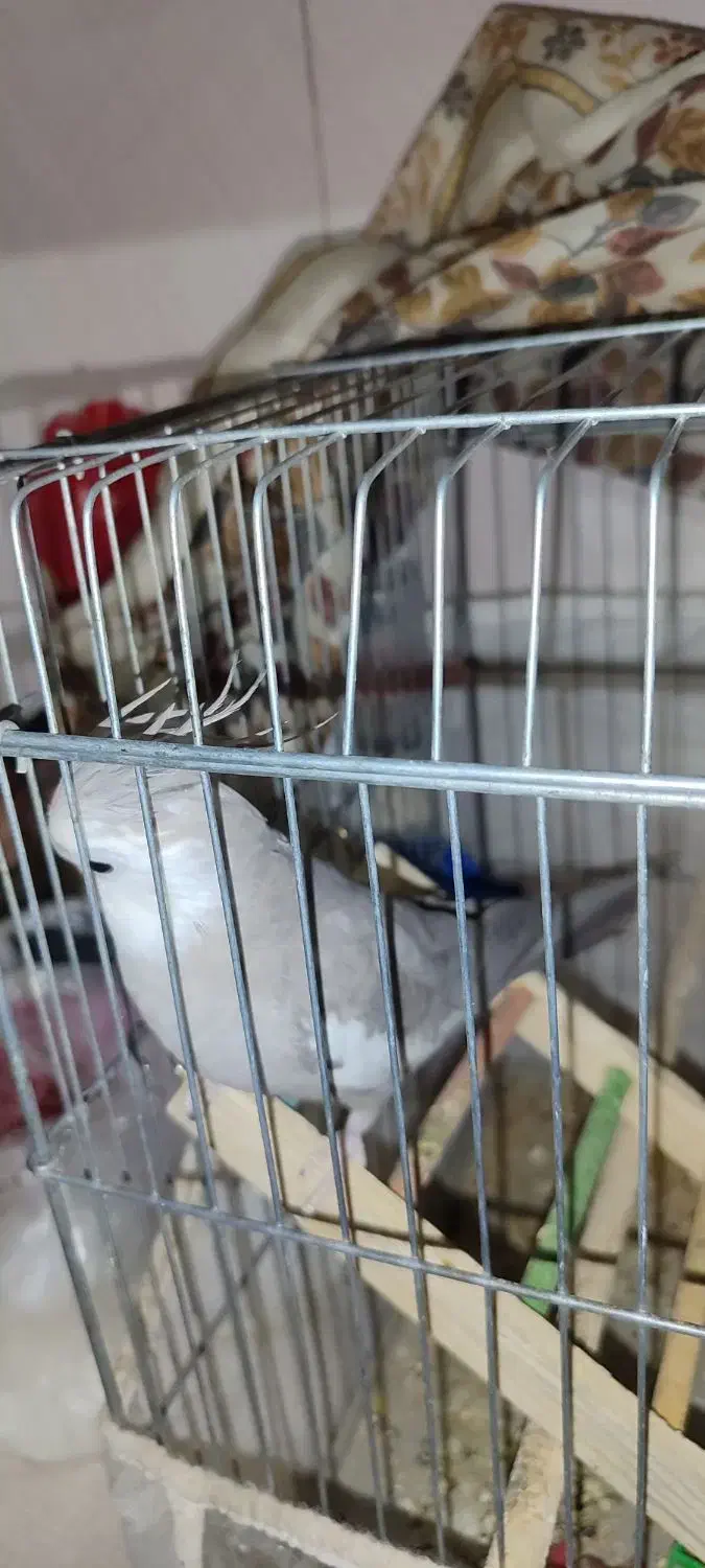 باسلام خدمت دوستان عزیز|پرنده|میناب, |دیوار