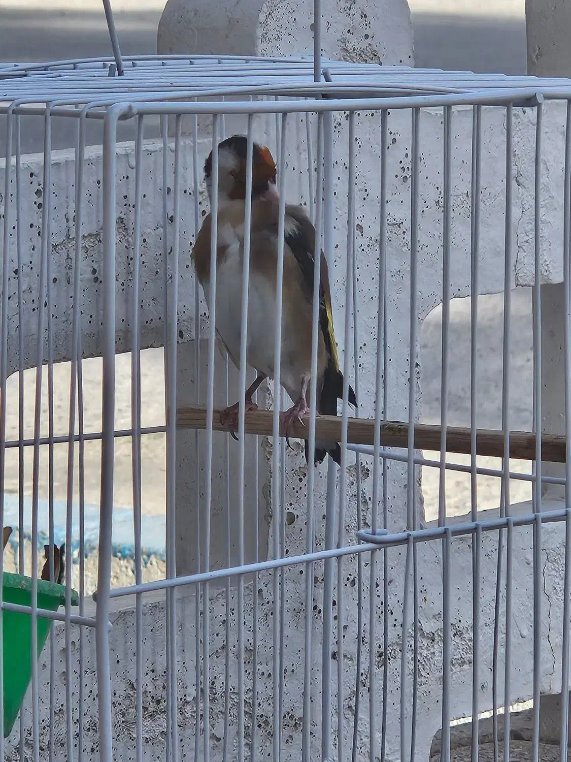 سهره چهارگل دهن لر|پرنده|مشهد, شهرک شهید باهنر|دیوار