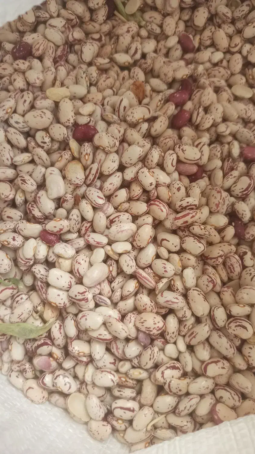 لوبیا چیتی سراب|خوردنی و آشامیدنی|هریس, |دیوار