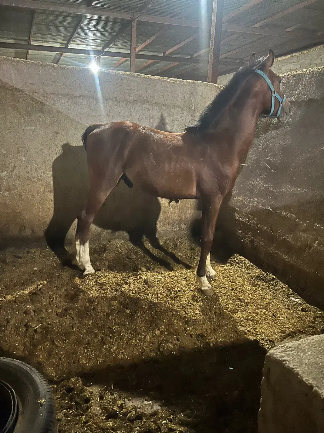 فروش کره نریان یکساله|اسب و تجهیزات اسبسواری|کوار, |دیوار