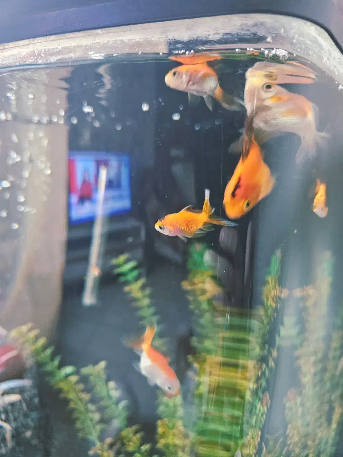 گلدفیش اوراندا و اپاچی کوی پلاتینیوم باله بلند|ماهی|تهران, توحید|دیوار